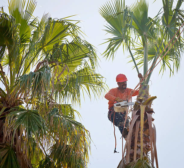 Residential Tree Removal in Birmingham, AL